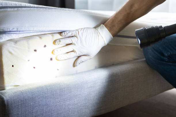Best Rat Extermination Near Me  in Mcalmont, AR