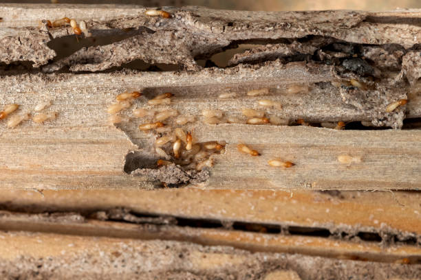 Best Best Pest Control Companies  in Mcalmont, AR